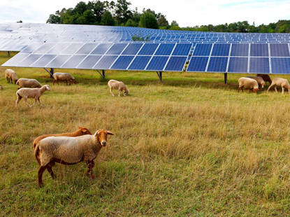Solar para Pastoreio de Ovelhas
